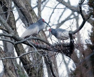 佐渡の放鳥トキ、巣作り開始…今季１０組超期待